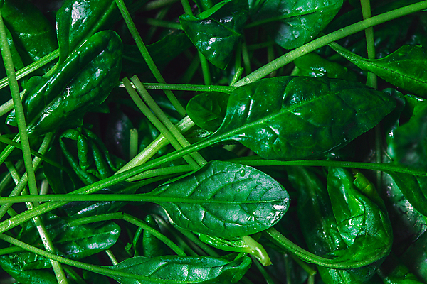 포토 JPG 해외이미지 손 여자 음식 백그라운드 다이어트 재료 방울토마토 탁자 오이 치즈 식이요법 요리 사람없음 빨간색 파란색 컬러풀 노란색 주방 요식업 식당 요리사 저녁식사 봄 신선 사발 닫기 맛 혼합 먹기 유기농 브런치 점심식사 핸드메이드 비건 맛있는 페타치즈 해외포토 직업 웰빙 계절 산업 컬러 가구 컨셉 토마토 채소 모션 유제품 건강 사람 신체부위 상점 식사 사기그릇 채식주의자 파일형식 이미지허브