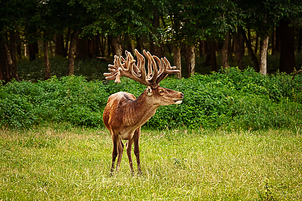 포토 JPG 해외이미지 주간 한마리 야생동물 사슴 뿔 사람없음 야외 숲 해외포토 자연요소 동물 1 포유류 파일형식 이미지허브