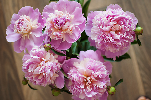 포토 JPG 해외이미지 식물 계절 꽃잎 꽃 분홍색 꽃다발 백그라운드 잎 꽃무늬 자연 벽지 사람없음 야외 초록색 뷰티 장미 정원 보라색 봄 낭만 수확 성장 벚꽃 시골 신선 개화 그룹 다발 묘사 라일락 내추럴 작약 많음 해외포토 컬러 컨셉 무늬 농업 생태계 파일형식 이미지허브