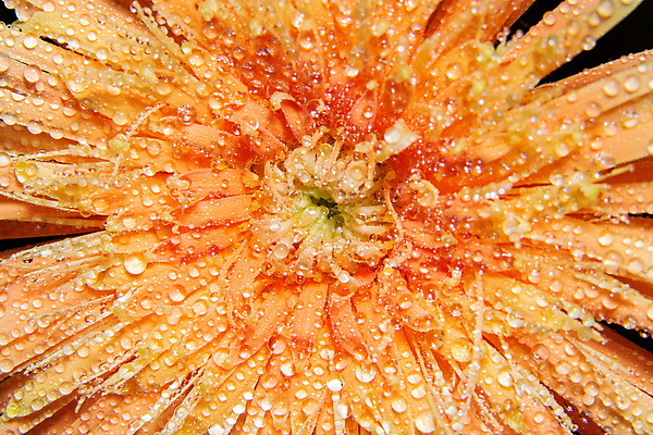 포토 JPG 해외이미지 꽃잎 꽃 백그라운드 오렌지 자연 추상 사람없음 물 컬러풀 뷰티 정원 침묵 젖음 벚꽃 물방울 신선 떨어짐 이슬 질감 데이지 내추럴 해외포토 자연요소 식물 컬러 컨셉 무늬 과일 소리 생태계 파일형식 이미지허브