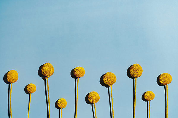 포토 JPG 해외이미지 식물 디자인 배너 꽃 꽃다발 백그라운드 컨셉 꽃무늬 텍스트 공 자연 건조 사람없음 파란색 햇빛 뷰티 벚꽃 신선 원형 개화 보호 내추럴 스타일 미니멀리스트 미니멀 해외포토 도형 컬러 무늬 태양 생태계 파일형식 이미지허브