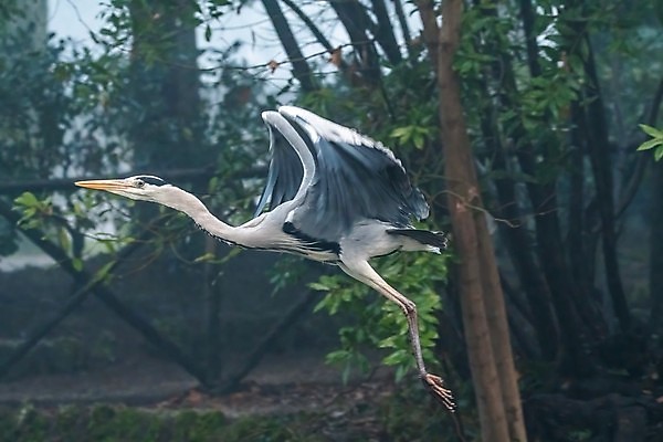 포토 JPG 해외이미지 동물 호수 야생동물 날개 자연 조류 낚시 서기 사람없음 야외 초록색 물 파란색 강 머리 검은색 회색 흰색 관찰 연못 습지 큼 왜가리 깃털 부리 목 내추럴 동물상 해외포토 자연요소 컬러 모션 레저 신체부위 조형물 크기 생태계 파일형식 이미지허브