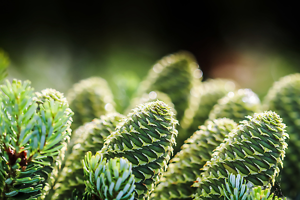 포토 JPG 해외이미지 식물 계절 백그라운드 잎 자연 휴가 한국 사람없음 야외 장식 초록색 환경 정원 맑음 봄 낭만 물방울 나뭇가지 신선 소나무 소프트포커스 숲 빗방울 묘사 원예 보케 상록수 침엽수 전나무 원뿔 내추럴 블러 가문비나무 해외포토 도형 나무 아시아 컬러 컨셉 날씨 촬영기법 취미 비_날씨 생태계 파일형식 이미지허브