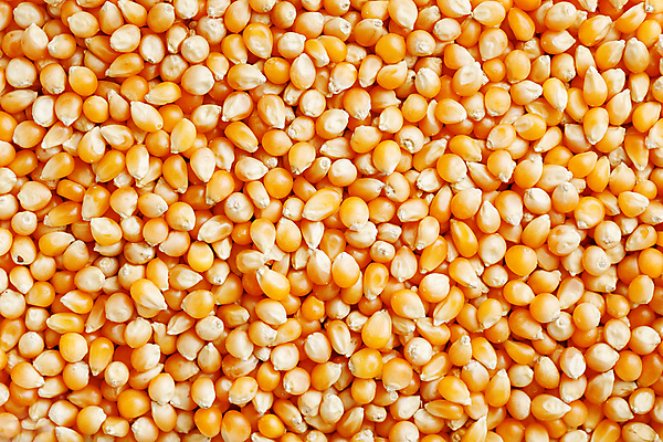 포토 JPG 해외이미지 계절 음식 백그라운드 패턴 농업 채소 재료 자연 콩 프레임 건조 건강 옥수수 요리 씨앗 사람없음 농작물 농장 노란색 식사 수확 가을 신선 황금 달콤 맛 상품 낟알 시리얼 가득함 유기농 질감 알맹이 날것 팝콘 흙더미 고립 밭일 채식주의자 많음 해외포토 식물 웰빙 산업 컬러 컨셉 무늬 곡류 흙 생태계 채식 파일형식 더미 이미지허브