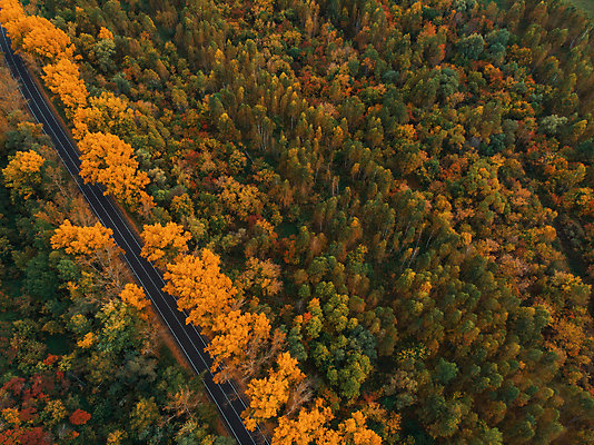 포토 JPG 해외이미지 주간 도로 단풍 자연 단풍나무 풍경 사람없음 야외 하이앵글 가을풍경 가을 숲 은행나무 해외포토 자연요소 나무 계절 길 뷰포인트 잎 교통시설 생태계 파일형식 가을_계절 이미지허브