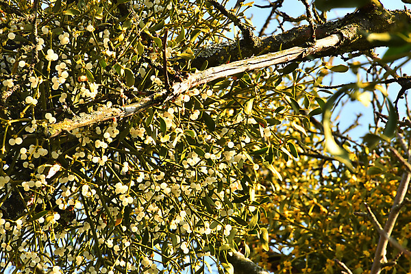 포토 JPG 해외이미지 나무 식물 열매 겨울 자연 사람없음 치료 초록색 약 건강관리 약재 흰색 차 허브 부드러움 테라피 기생충 치료제 해외포토 계절 음료 컬러 의학 건강 관리 뷰티 감각 바이러스 생태계 파일형식 이미지허브