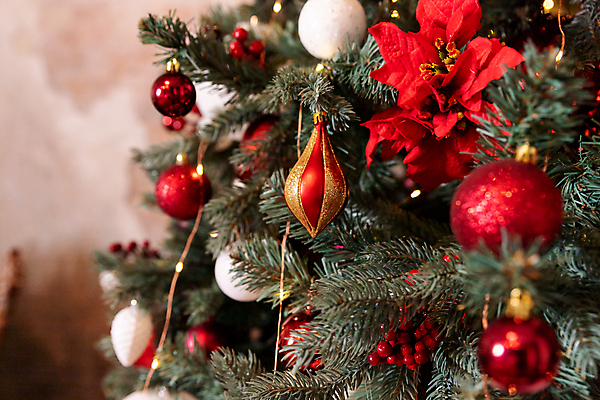 포토 JPG 해외이미지 전통 디자인 계절 별 리본 백그라운드 크리스마스 겨울 공 휴가 새해 주택 선물 사람없음 장식 빨간색 초록색 빛 상자 크리스마스트리 산타클로스 축제 방 장식볼 흰색 나뭇가지 축하 소나무 황금 12월 오브젝트 전나무 고립 해외포토 자연요소 나무 기념일 컬러 컨셉 건물 날짜 파일형식 이미지허브