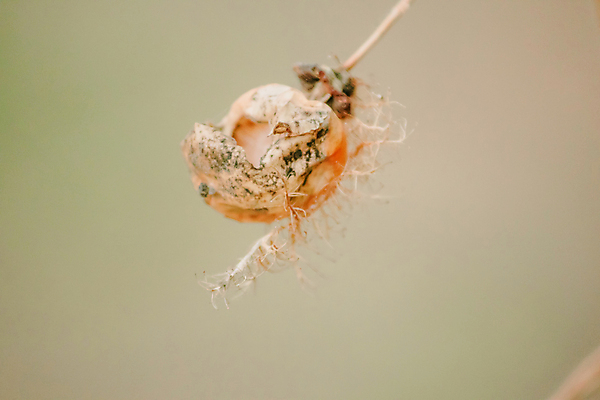 포토 JPG 해외이미지 나무 식물 열매 꽃잎 꽃 곤충 잎 채소 자연 오이 사람없음 초록색 바구니 우주 정원 보라색 검은색 봄 흰색 신선 닫기 벌레 떨어짐 약초 덩굴 작음 허브 싱글 열정 새장 양귀비 트레일러 꽃수술 식용 양치류 온실 이국적 해외포토 동물 계절 감정 컬러 컨셉 모션 풀_식물 크기 생태계 케이지 파일형식 이미지허브