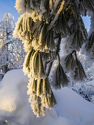 포토 JPG 해외이미지 나무 식물 계절 유럽 백그라운드 크리스마스 겨울 자연 표면 동화 날씨 휴가 사람없음 야외 목재 초록색 뷰티 냉동 얼음 침묵 추위 흰색 나뭇가지 시골 소나무 숲 12월 크리스탈 관목 서리 상록수 침엽수 전나무 자작나무 내추럴 눈내림 가문비나무 카피스페이스 해외포토 자연요소 기념일 나라 컬러 재료 눈_날씨 소리 공백 날짜 광석 생태계 파일형식 이미지허브