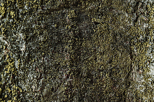 포토 JPG 해외이미지 나무 식물 디자인 백그라운드 패턴 자연 탁자 날씨 추상 건조 이끼 사람없음 목재 갈색 환경 검은색 어둠 회색 껍질 나뭇가지 소나무 거친 역사 보호 널 숲 낟알 장작 피부 질감 날것 나무껍질 코르크 그런지 삼나무 엘리먼트 옛날 해외포토 컬러 가구 컨셉 무늬 재료 신체부위 생태계 파일형식 이미지허브