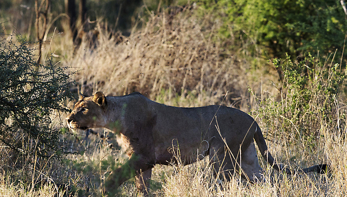 포토 JPG 해외이미지 야생동물 여행 자연 풍경 사람없음 뷰티 해외포토 동물 생태계 파일형식 이미지허브
