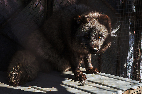 포토 JPG 해외이미지 한마리 응시 야생동물 실내 그림자 사람없음 그늘 여우 해외포토 동물 1 시선 포유류 내부 파일형식 이미지허브