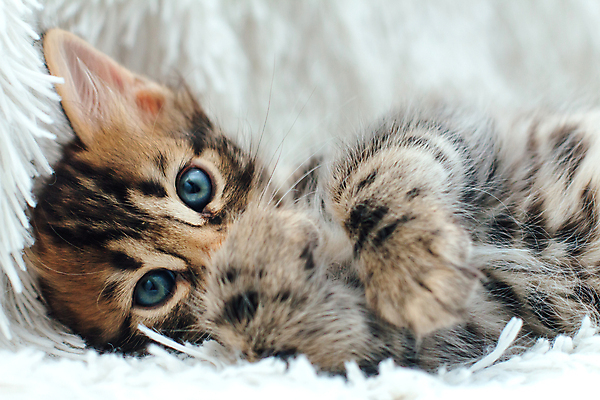 포토 JPG 해외이미지 동물 백그라운드 장난 포유류 자연 놀이 수염 주택 털 실내 동양인 사람없음 반려동물 뷰티 고양이 줄무늬 흰색 점 작음 담요 모피 호기심 부드러움 숯 솜털 불만 해외포토 감정 컬러 컨셉 무늬 인종 내부 건물 감각 크기 생태계 파일형식 이미지허브