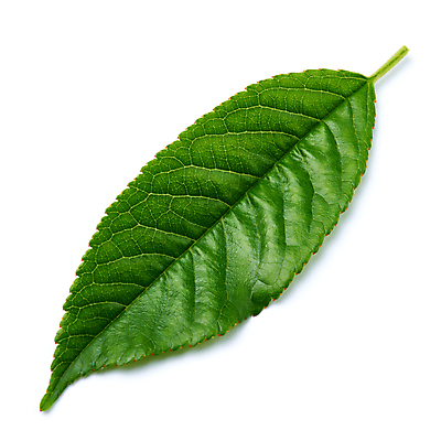 포토 JPG 해외이미지 나무 식물 계절 줄기 잎 자연 사람없음 초록색 새싹 환경 봄 성장 신선 허브 흰배경 유기농 내추럴 개발 고립 생태학 그리너리 해외포토 웰빙 교육 컬러 백그라운드 흰색 생태계 파일형식 트랜드컬러 이미지허브