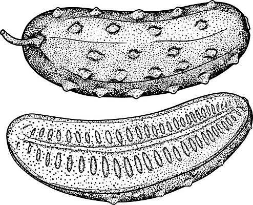 EPS 해외이미지 모양 손 디자인 선 조각 백그라운드 농업 다이어트 채소 일러스트 재료 자연 오이 흑백 건강 미술 그래픽 장식 세트 농장 신선 시장 낙서 상품 스케치 수집 먹기 심볼 메뉴 그림 내추럴 엘리먼트 스타일 개조 해외일러스트 산업 모션 문화예술 촬영기법 신체부위 생태계 파일형식 벡터 이미지허브