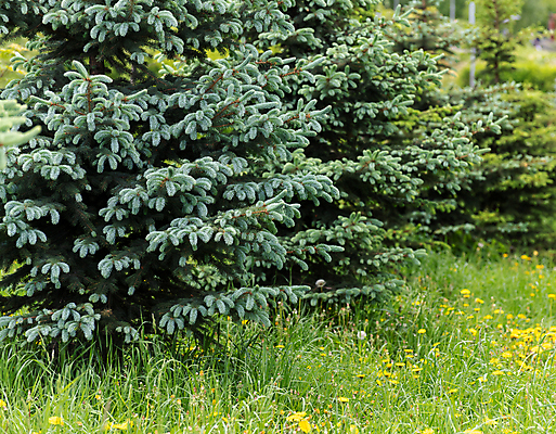 포토 JPG 해외이미지 나무 공원 백그라운드 자연 사람없음 목재 초록색 봄 나뭇가지 소나무 숲 침엽수 반대 솜털 전나무 발판 가문비나무 해외포토 식물 계절 공공시설 컬러 재료 생태계 파일형식 이미지허브