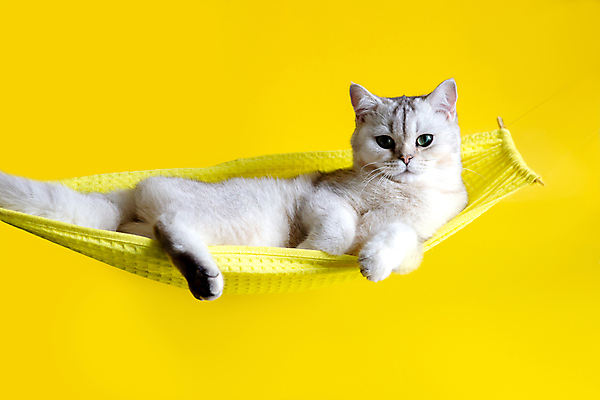 포토 JPG 해외이미지 동물 응시 백그라운드 휴가 휴식 털 사람없음 세로 반려동물 뷰티 노란색 맑음 고양이 터치 흰색 표현 신용카드 유머 달콤 작음 해먹 솜털 강렬 거짓말 고립 돌봄 해외포토 시선 감정 컬러 컨셉 포유류 모션 날씨 금융 침대 맛 크기 파일형식 이미지허브