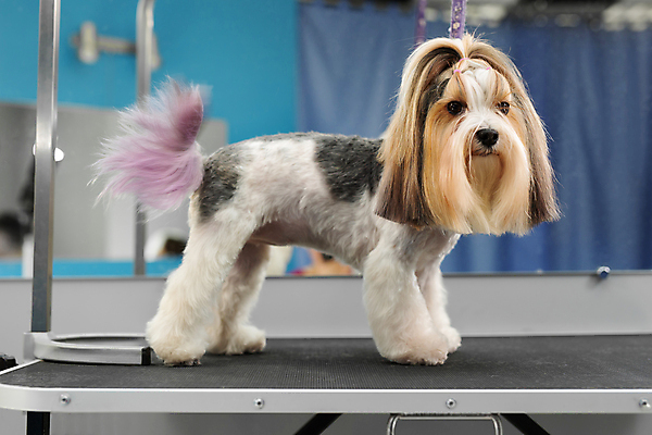 포토 JPG 해외이미지 한마리 응시 실내 서기 사람없음 아웃포커스 귀여움 강아지 애견미용 믹스견 해외포토 1 시선 컨셉 모션 촬영기법 내부 반려동물 뷰티 개 파일형식 이미지허브