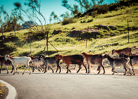 포토 JPG 해외이미지 식물 동물 모래 여행 중동 자연 하늘 염소 산 건조 풍경 초원 사람없음 초록색 여름 파란색 골짜기 가축 목장 사막 바위 시골 양 황무지 소 군중 방목 땅 언덕 부식 먼지 지역 기르기 생태학 이스라엘 찰과상 팔레스타인 해외포토 계절 교육 나라 컬러 포유류 사람 돌_바위 축산업 상처 생태계 서아시아 돌봄 파일형식 이미지허브