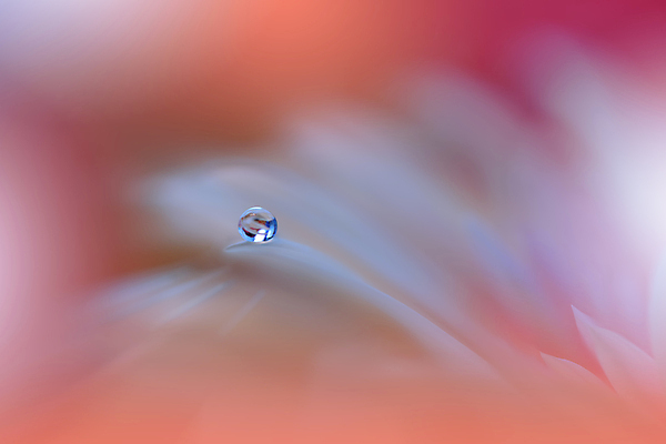 포토 JPG 해외이미지 식물 디자인 배너 꽃 백그라운드 꽃무늬 자연 벽지 추상 휴가 새로움 기념 사랑 미술 사람없음 장식 컬러풀 뷰티 봄 낭만 덮개 벚꽃 물방울 축하 인사 신용카드 메뉴 데이지 캔버스 초대 파스텔톤 국경 해외포토 계절 감정 컬러 컨셉 무늬 문화예술 금융 뚜껑 예절 생태계 파일형식 이미지허브