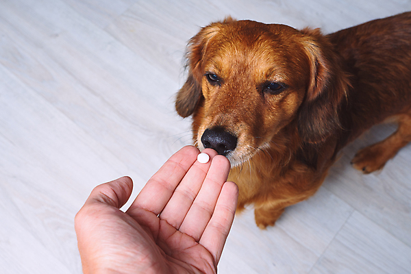 포토 JPG 해외이미지 동물 건강 한명 치료 반려동물 알약 약 고통 잡기 개 질병 약국 주인 보충 돌봄 헬프 항생제 해외포토 1 감정 포유류 의학 모션 사람 도움 파일형식 이미지허브