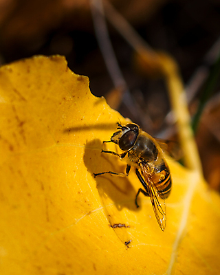 포토 JPG 해외이미지 식물 동물 꽃잎 꽃 야생동물 곤충 백그라운드 꽃무늬 날개 자연 생물 초원 사람없음 야외 초록색 여름 뷰티 노란색 환경 정원 봄 벚꽃 흰색 개화 닫기 벌레 말벌 작음 수분 벌 생물학 꽃가루 꿀 내추럴 꽃수술 동물상 해외포토 계절 교육 컬러 무늬 모션 조형물 벌_곤충 크기 가루 생태계 파일형식 이미지허브