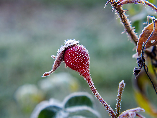 포토 JPG 해외이미지 식물 계절 백그라운드 잎 겨울 밭 자연 아침 날씨 추상 사람없음 야외 초록색 물 빛 햇빛 뷰티 환경 정원 냉동 얼음 추위 흰색 신선 닫기 숲 시원함 크리스탈 질감 서리 내추럴 눈내림 해외포토 주간 자연요소 컬러 무늬 농업 모션 눈_날씨 태양 광석 생태계 파일형식 이미지허브