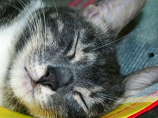 포토 JPG 해외이미지 동물 1 응시 행복 얼굴 음식 포유류 자연 휴식 아파트 주택 털 사람없음 빛 반려동물 노란색 검은색 고양이 방 흰색 잠 모피 얼룩무늬 솜털 거짓말 고립 해외포토 시선 감정 컬러 컨셉 무늬 건물 신체부위 생태계 파일형식 이미지허브