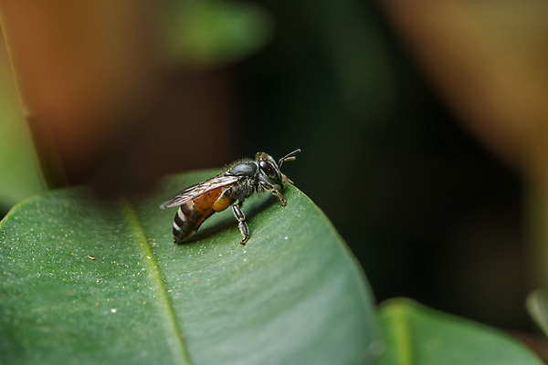포토 JPG 해외이미지 식물 동물 야생동물 곤충 백그라운드 잎 밭 자연 휴식 초원 사람없음 초록색 여름 컬러풀 닫기 벌 꽃가루 동물상 커터 해외포토 계절 컬러 컨셉 농업 모션 조형물 가루 생태계 파일형식 이미지허브