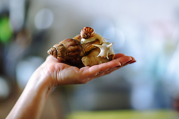 포토 JPG 해외이미지 동물 1 손 야생동물 백그라운드 연체동물 뿔 건강 사람없음 옆모습 반려동물 뷰티 갈색 정원 젖음 껍질 닫기 작음 큼 피부 속도 덮기 느림 거인 내추럴 기어가기 고립 민달팽이 이국적 끈적임 해외포토 뷰포인트 컬러 모션 무척추동물 신체부위 크기 파일형식 달팽이_동물 이미지허브