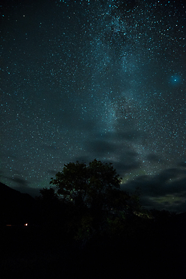 포토 JPG 해외이미지 나무 실루엣 별 밤하늘 사람없음 야외 분위기 야간 청록색 감성 몽환 해외포토 자연요소 식물 컬러 컨셉 하늘 촬영기법 파일형식 이미지허브