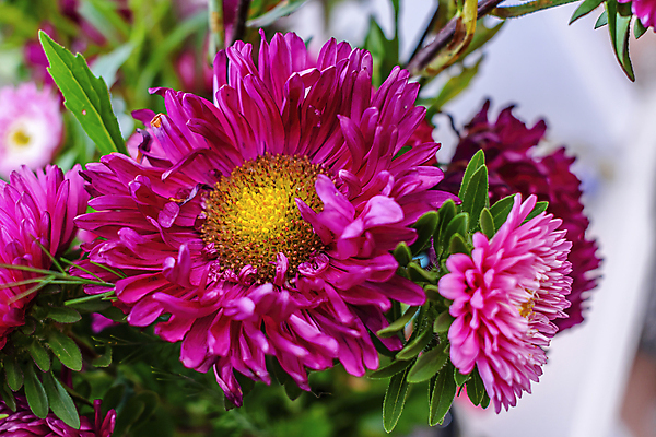 포토 JPG 해외이미지 식물 계절 공원 꽃잎 꽃 분홍색 꽃무늬 자연 휴가 발렌타인데이 종류 선물 씨앗 사람없음 야외 장식 초록색 컬러풀 태양 정원 보라색 축제 봄 생일 개화 원예 합성 꽃가루 노려봄 내추럴 채소밭 온실 그리너리 해외포토 자연요소 공공시설 기념일 컬러 무늬 밭 데이이벤트 표정 취미 가루 생태계 파일형식 트랜드컬러 이미지허브