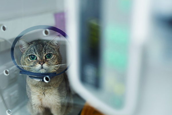 포토 JPG 해외이미지 한마리 실내 사람없음 고양이 소프트포커스 동물병원 해외포토 1 포유류 촬영기법 병원 내부 반려동물 파일형식 이미지허브