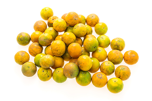 포토 JPG 해외이미지 1 음식 백그라운드 오렌지 과일 자연 귤 건강 사람없음 노란색 흰색 신선 원형 달콤 맛 유기농 내추럴 고립 숙성 해외포토 도형 웰빙 컬러 컨셉 생태계 파일형식 이미지허브