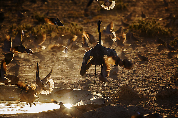 포토 JPG 해외이미지 동물 야생동물 포즈 모션 아프리카 자연 조류 국립공원 사람없음 가로 관광지 황혼 새벽 사막 보호 왜가리 사파리 물새 나미비아 남아프리카 보츠와나 보호구역 칼라하리 해외포토 자연요소 공원 나라 여행 컨셉 일몰 생태계 구역 파일형식 이미지허브