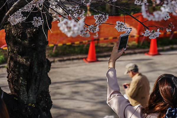 포토 JPG 해외이미지 주간 여자 노년 남자 봄꽃 들기 상반신 성인 야외 두명 뒷모습 아웃포커스 스마트폰 사진촬영 봄 벚꽃 벚나무 소프트포커스 해외포토 자연요소 나무 계절 꽃 뷰포인트 모션 촬영기법 사람 핸드폰 스마트기기 촬영 파일형식 이미지허브