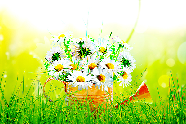 포토 JPG 해외이미지 식물 계절 꽃잎 꽃 화분 꽃다발 백그라운드 잎 꽃무늬 농업 자연 부활절 주택 취미 사람없음 초록색 물 여름 농장 환경 정원 흙 봄 성장 벚꽃 업무 개화 캔 냄비 삽 원예 화단 내추럴 돌봄 모종 물뿌리기 심기 원예사 해외포토 자연요소 직업 기념일 산업 컬러 무늬 모션 건물 작업 솥 생태계 파일형식 이미지허브