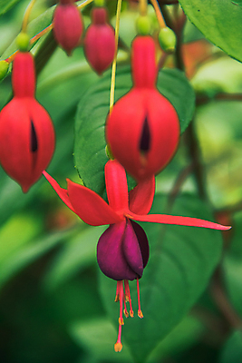 포토 JPG 해외이미지 식물 공원 꽃잎 꽃 분홍색 백그라운드 잎 꽃무늬 자연 천사 매달리기 사람없음 야외 장식 빨간색 초록색 컬러풀 뷰티 정원 보라색 봄 벚꽃 나뭇가지 신선 개화 자주색 제비꽃 향수 원예 내추럴 강렬 벌새 왕자 특별함 해외포토 나무 계절 공공시설 컬러 컨셉 무늬 모션 취미 화장품 생태계 파일형식 이미지허브