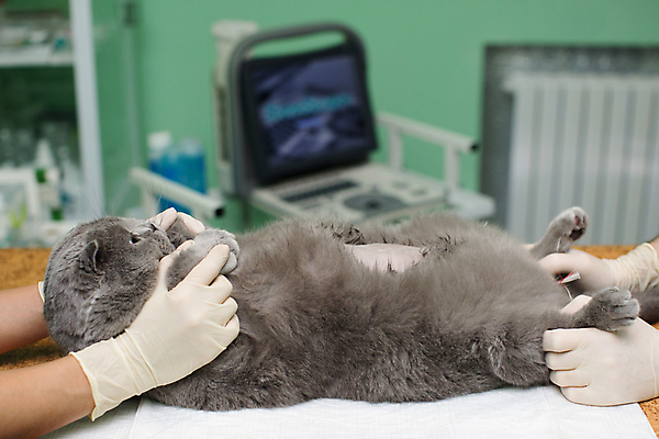 포토 JPG 해외이미지 한마리 손 실내 아웃포커스 신체부위 눕기 고양이 진료 잡기 검사_조사 준비 동물병원 해외포토 1 포유류 의학 모션 촬영기법 병원 사람 내부 반려동물 파일형식 이미지허브