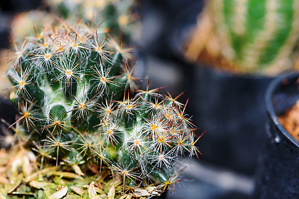 포토 JPG 해외이미지 나무 식물 1 화초 밭 자연 선인장 사람없음 장식 초록색 뷰티 정원 사막 성장 가시 닫기 냄비 작음 질감 날카로움 내추럴 미니 심기 이국적 미니멀 해외포토 컬러 농업 모션 솥 크기 생태계 파일형식 이미지허브