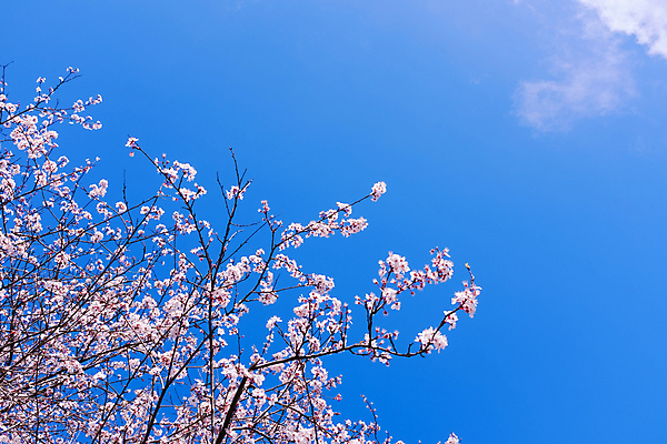 포토 JPG 해외이미지 주간 봄꽃 자연 하늘 사람없음 야외 맑음 봄 벚꽃 해외포토 자연요소 계절 꽃 날씨 생태계 파일형식 이미지허브