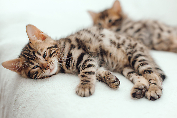 포토 JPG 해외이미지 동물 척추동물 응시 백그라운드 장난 포유류 가족 엄마 수염 주택 털 동양인 사람없음 반려동물 머리 고양이 아기 신생아 점 그룹 황금 달콤 작음 모피 귀 슛 얼룩무늬 표범 기르기 혼자 해외포토 시선 무늬 관계 사람 인종 건물 신체부위 맛 크기 돌봄 파일형식 이미지허브