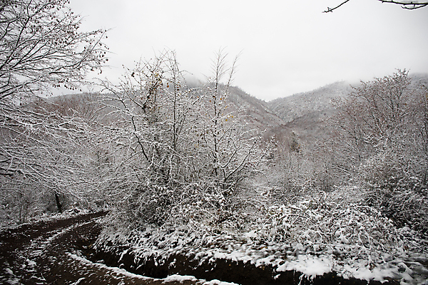 포토 JPG 해외이미지 나무 도로 겨울 자연 하늘 사람없음 야외 눈 가로수 해외포토 자연요소 식물 계절 길 교통시설 날씨 생태계 파일형식 이미지허브