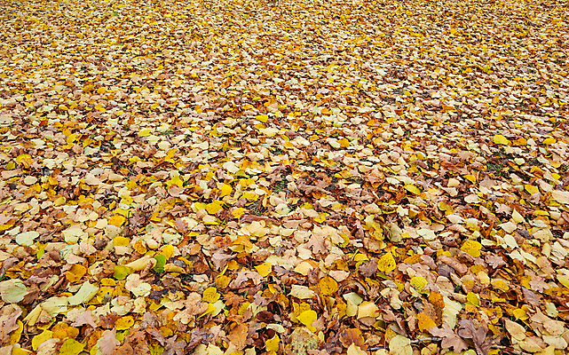 포토 JPG 해외이미지 나무 식물 디자인 계절 공원 백그라운드 단풍 잎 패턴 오렌지 자연 휴가 사람없음 야외 빨간색 초록색 컬러풀 햇빛 태양 뷰티 노란색 환경 정원 맑음 변화 황금 숲 질감 추수감사절 10월 내추럴 해외포토 자연요소 공공시설 기독교 컬러 컨셉 무늬 과일 날씨 날짜 생태계 파일형식 이미지허브