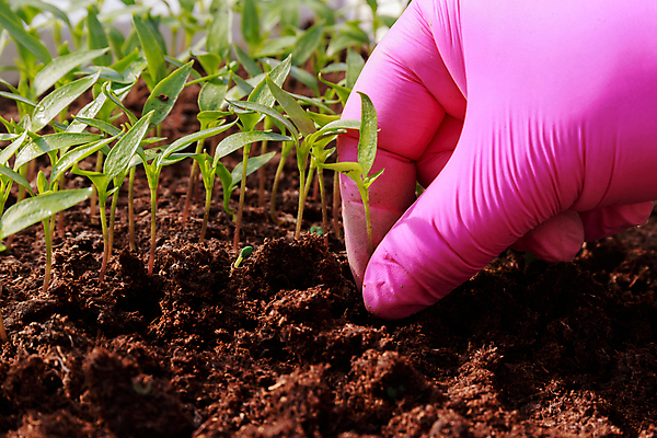 포토 JPG 해외이미지 화초 장갑 백그라운드 잎 농업 채소 자연 주택 관리 취미 사람없음 초록색 새싹 정원 흙 봄 성장 업무 냄비 작음 삽 유기농 원예 후추 내추럴 개발 땅바닥 모종 묘목 심기 원예사 파종 해외포토 나무 식물 직업 웰빙 잡화 계절 산업 컬러 모션 바닥 건물 농사 작업 솥 크기 향신료 생태계 파일형식 이미지허브