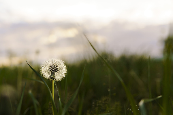 포토 JPG 해외이미지 나무 식물 디자인 배너 커플 계절 공원 꽃 분홍색 꽃다발 나비 백그라운드 잎 꽃무늬 패턴 자연 하늘 추상 미술 사람없음 초록색 파란색 햇빛 태양 뷰티 환경 스파 봄 수확 성장 신선 닫기 묘사 원예 질감 복고 보케 내추럴 캐모마일 국경 해외포토 자연요소 공공시설 컬러 곤충 무늬 농업 관계 모션 문화예술 취미 허브 생태계 파일형식 이미지허브