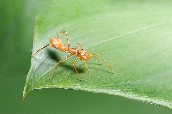 포토 JPG 해외이미지 동물 야생동물 곤충 백그라운드 잎 자연 사람없음 야외 초록색 갈색 점프 흰색 닫기 작음 육식동물 거미 해외포토 식물 컬러 모션 크기 생태계 파일형식 이미지허브