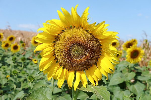 포토 JPG 해외이미지 주간 잎 꽃밭 하늘 해바라기 사람없음 야외 아웃포커스 해외포토 자연요소 식물 꽃 촬영기법 파일형식 이미지허브