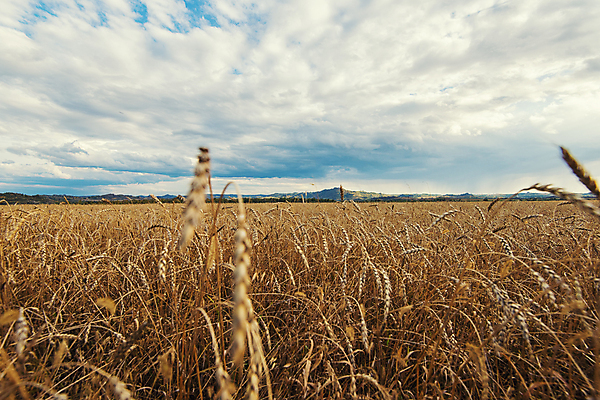 포토 JPG 해외이미지 주간 구름 밭 농업 풍경 사람없음 야외 농장 농경지 맑음 가을 밭일 해외포토 자연요소 계절 산업 날씨 파일형식 이미지허브