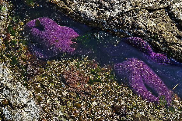 포토 JPG 해외이미지 동물 별 야생동물 바다 여행 캐나다 자연 조류 불가사리 사람없음 야외 물 컬러풀 뷰티 보라색 수중 썰물 질감 내추럴 해외포토 자연요소 컬러 북아메리카 극피동물 생태계 파일형식 이미지허브
